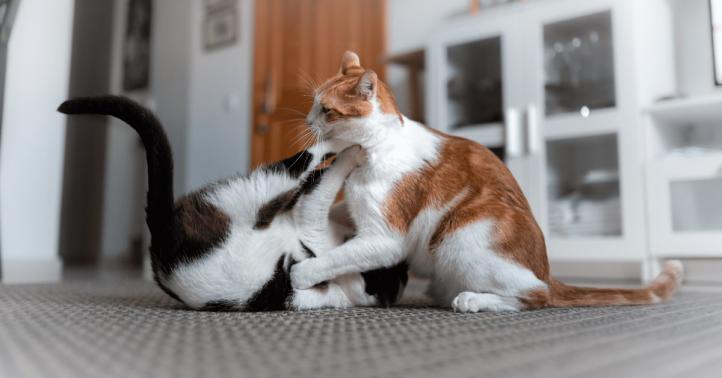 Những con mèo đang vui chơi hay đánh nhau?