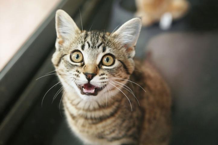 Mèo kêu meo meo liên tục có nghĩa là gì? 10 lý do đáng ngạc nhiên