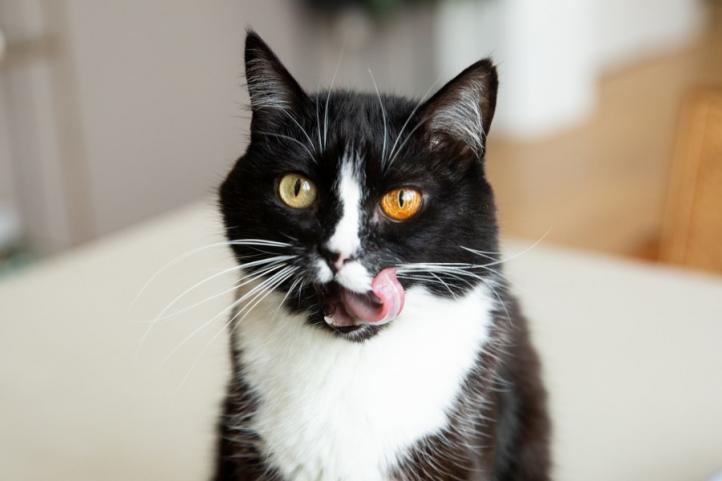 Mèo không thể nếm được mùi vị gì? Vị giác của mèo