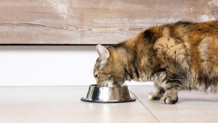 Mèo làm đổ bát nước liên tục – Nguyên nhân và giải pháp