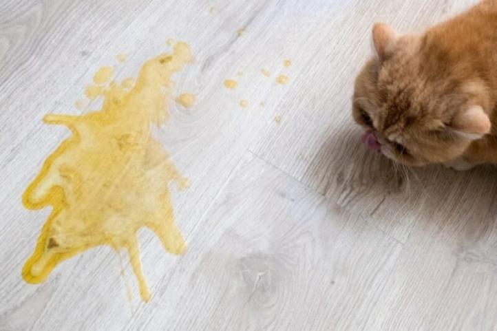 Tại sao con mèo của tôi nôn ra chất lỏng màu vàng? Nguyên nhân và điều trị
