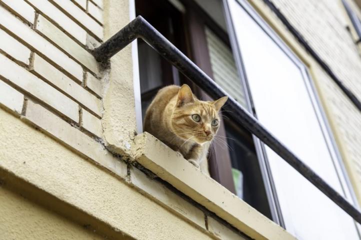 Mèo rơi từ cửa sổ và ban công