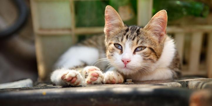 Mộng mắt ở mèo là gì? Điều trị như thế nào?