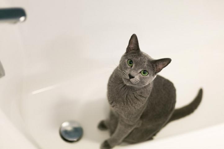 Ngăn mèo đi vệ sinh trong nhà tắm?
