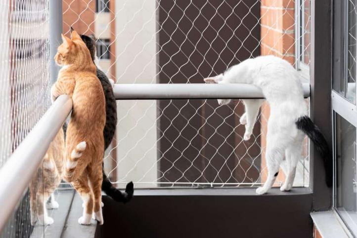 Làm cách nào để ngăn mèo ra ban công và cửa sổ?