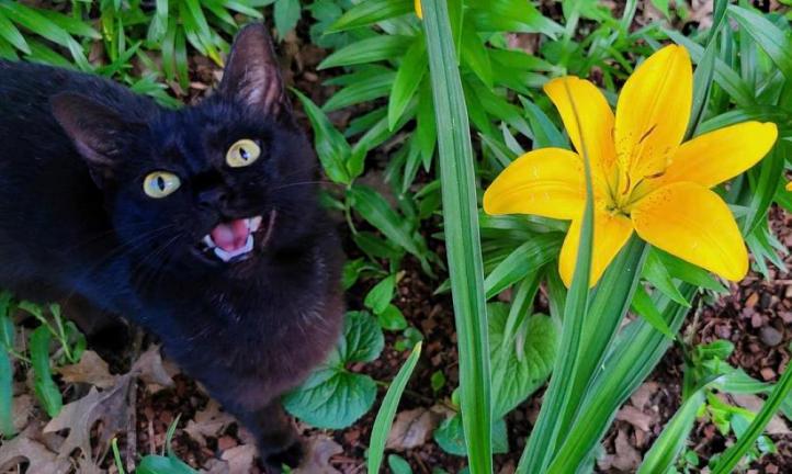 Ngộ độc hoa lily ở mèo – Triệu chứng và cách điều trị