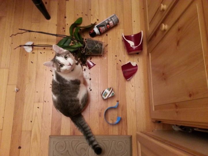 Nguyên nhân mèo làm đổ đồ vật và giải pháp