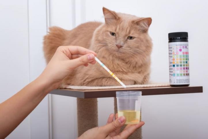 Nhiễm trùng đường tiết niệu ở mèo: Triệu chứng và cách điều trị
