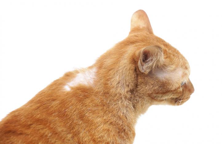 Rụng lông ở mèo: Nguyên nhân và phương pháp điều trị