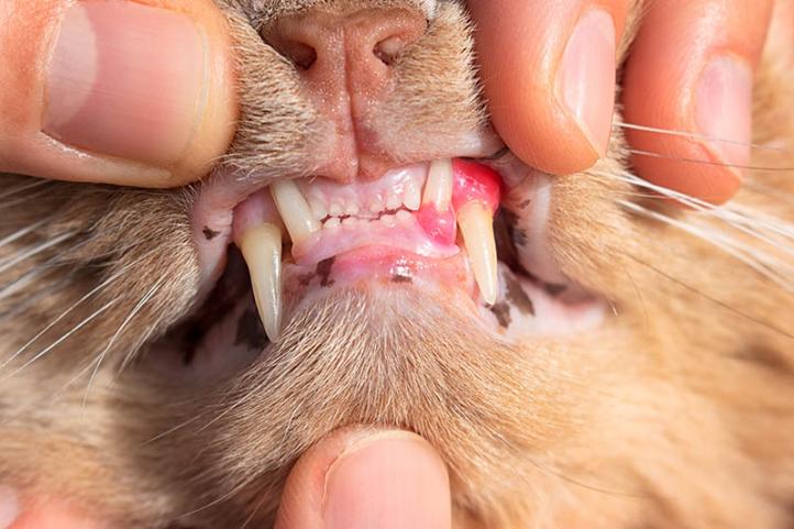 Rụng răng ở mèo và cách chăm sóc răng miệng chi tiết