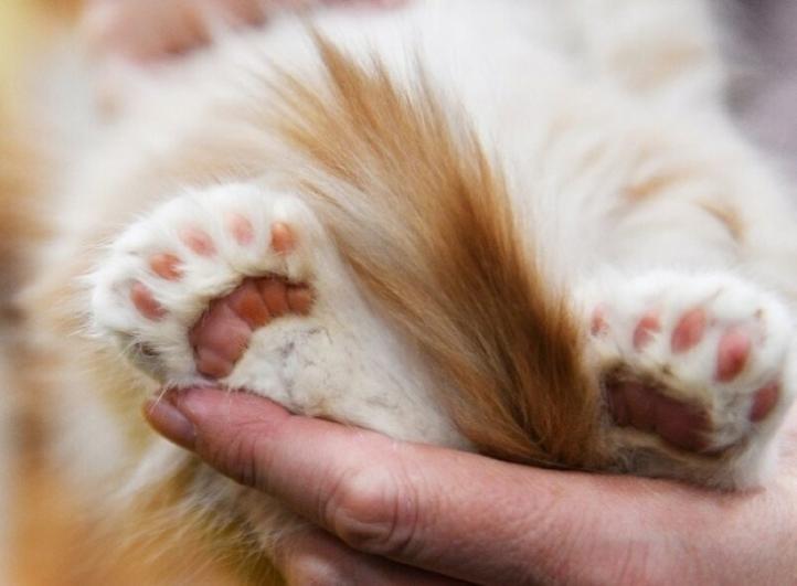 Sự thật thú vị về mèo nhiều ngón? Polydactyly là gì?