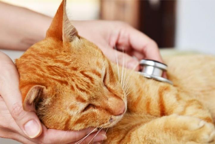 Tắc ruột ở mèo: Triệu chứng và cách điều trị