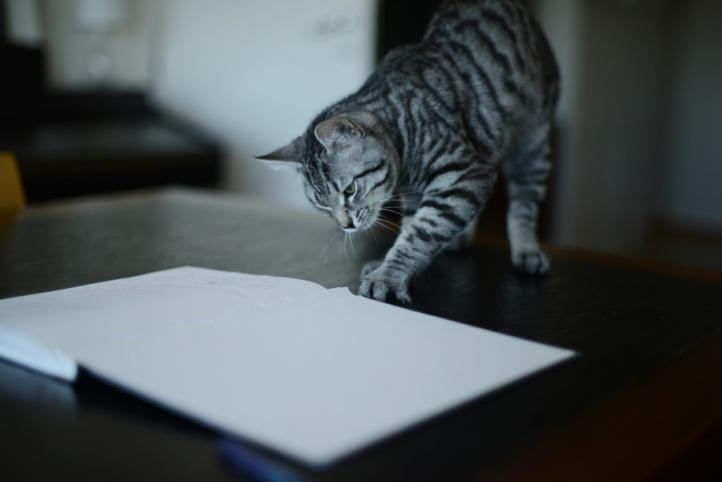 Tại sao mèo ăn giấy? 8 lý do đáng ngạc nhiên