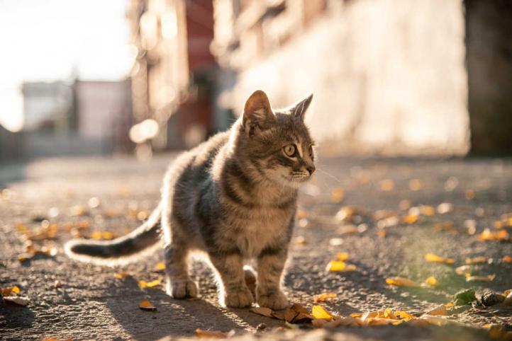 Tại sao mèo chạy trốn khỏi nhà? 10 lý do đáng ngạc nhiên!