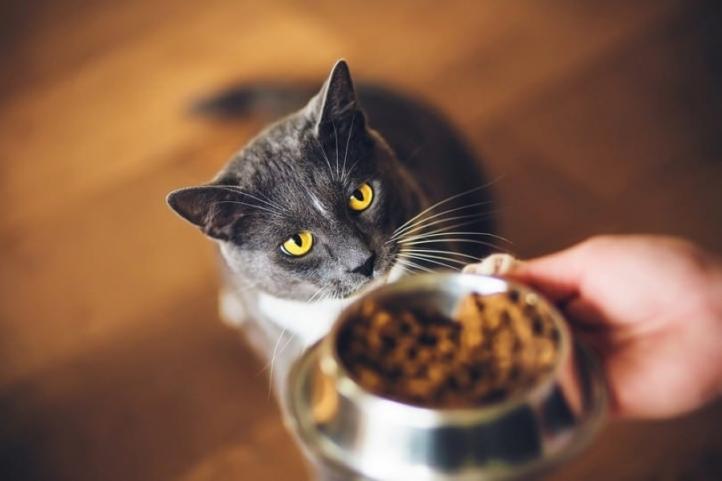 Tại sao mèo luôn đói?