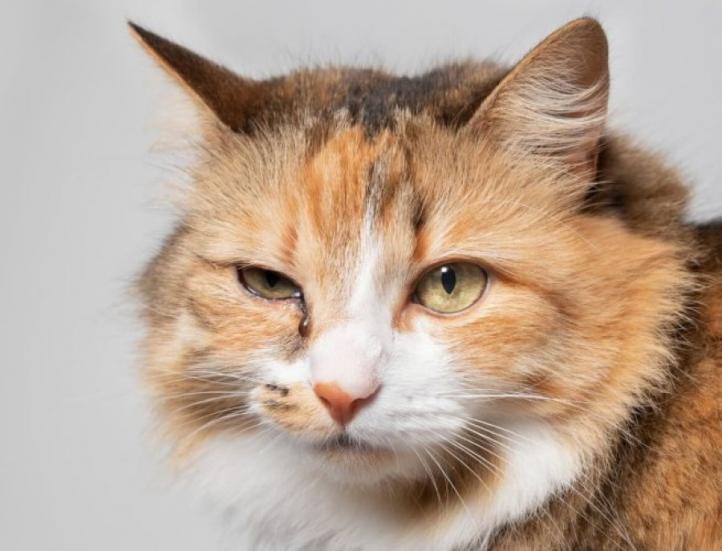 Tại sao mèo nheo một mắt?