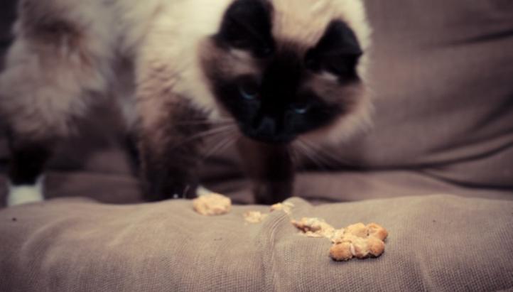 Tại sao mèo nôn ra thức ăn khó tiêu?