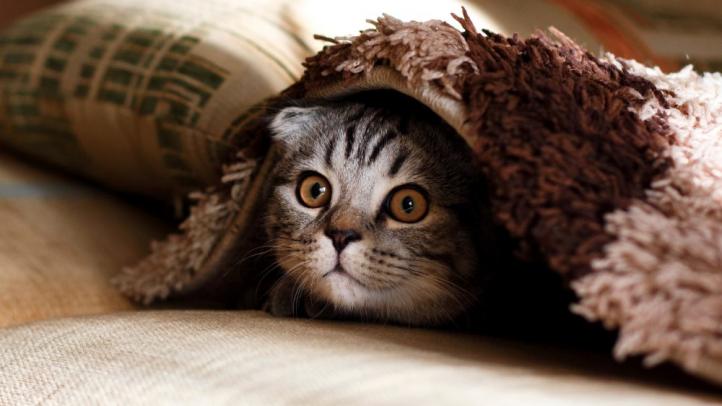 Nỗi ám ảnh người lạ ở mèo – Tại sao mèo lại sợ người?