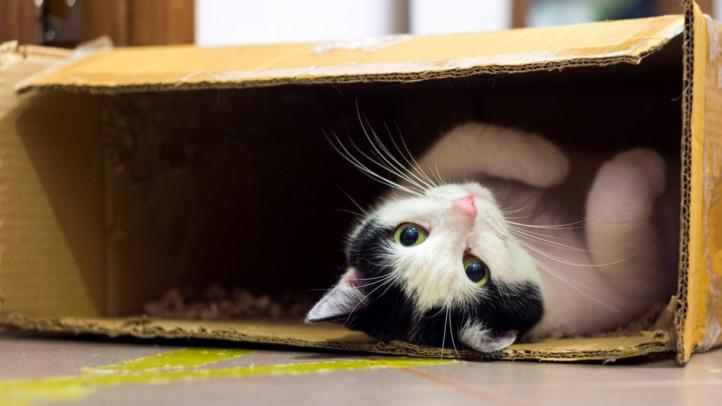 Tại sao mèo thích hộp? Sự hấp dẫn của những chiếc hộp!