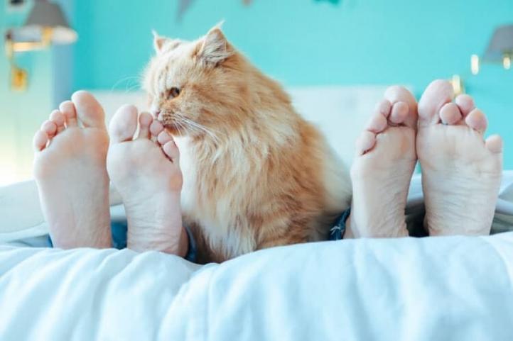 Tại sao mèo thích ngửi mùi chân?
