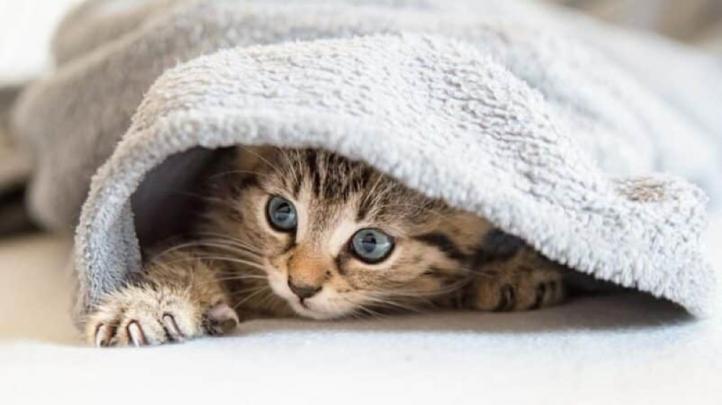 Tại sao mèo trốn dưới chăn?