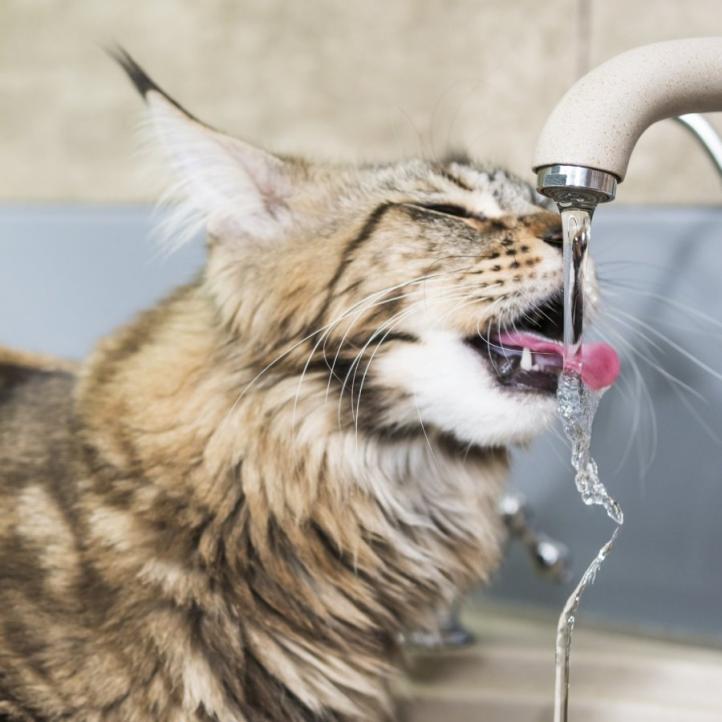 Tại sao mèo uống nước từ vòi? 6 nguyên nhân quan trọng và giải pháp!