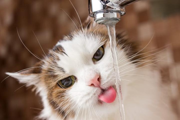 Tầm quan trọng của nước đối với sức khỏe của mèo là gì?