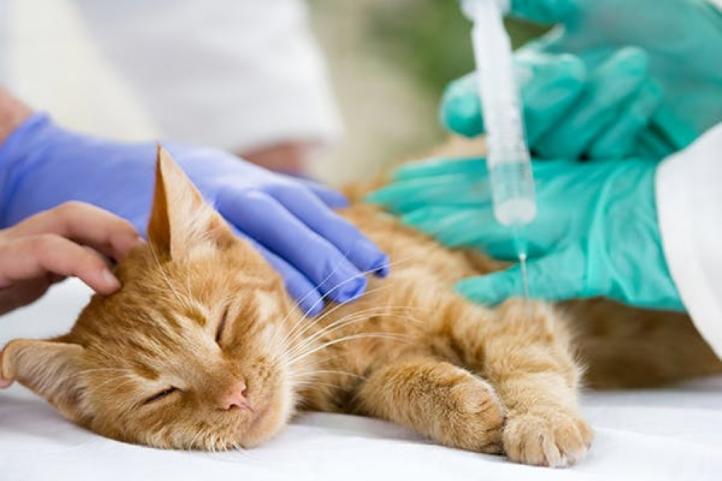 Cách tăng cường hệ thống miễn dịch cho mèo