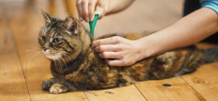 Làm thế nào để sử dụng thuốc nhỏ gáy trị bọ chét cho mèo?