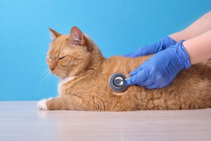 Tiếng thổi tim ở mèo: Triệu chứng, nguyên nhân, chẩn đoán và điều trị
