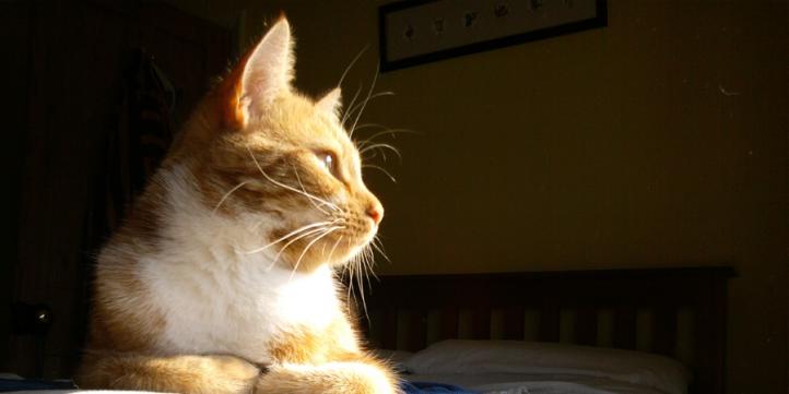 Ung thư mô mềm ở mèo: Triệu chứng và cách điều trị