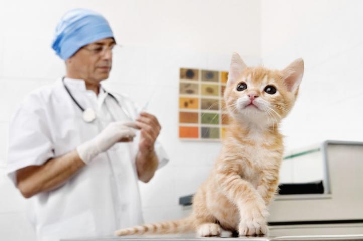 Tranh cãi về vắc xin FIV cho mèo
