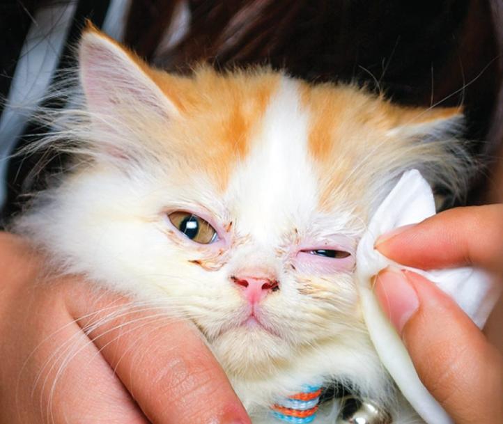 Vấn đề về hô hấp ở mèo: Nguyên nhân và cách điều trị