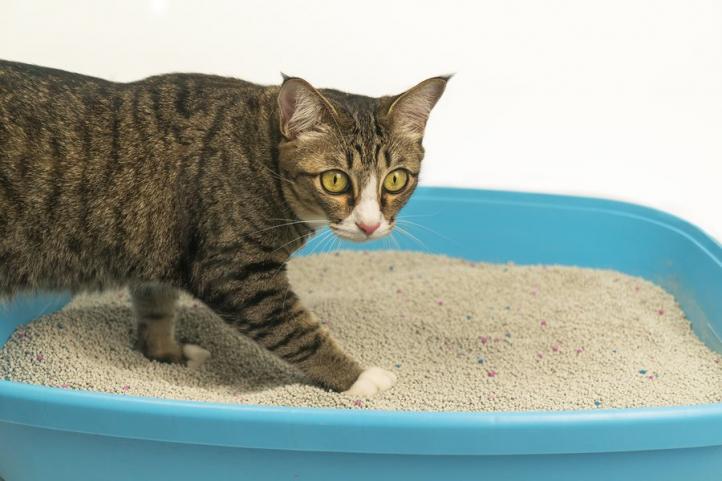 Vệ sinh khay cát cho mèo như thế nào?