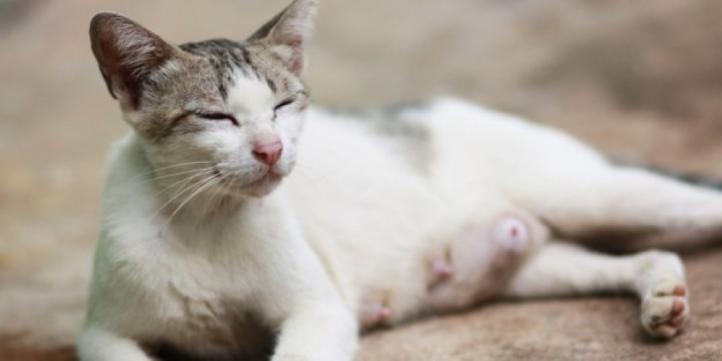Viêm tử cung ở mèo: Triệu chứng và điều trị