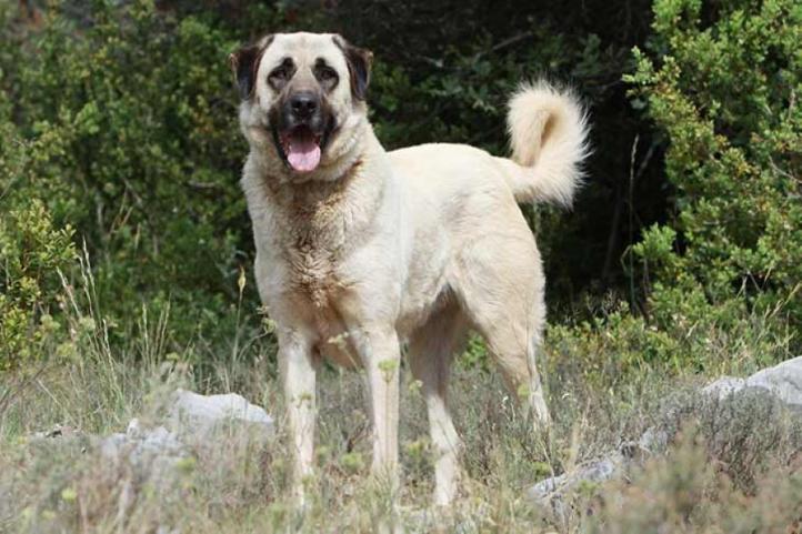 Đặc điểm và cách chăm sóc chó Anatolian (Sivas Kangal)
