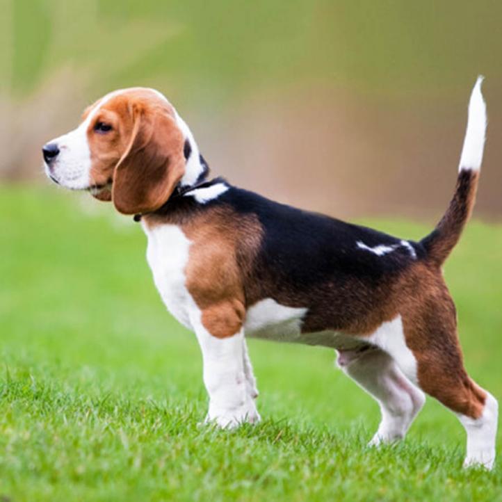 Đặc điểm và cách chăm sóc chó Beagle
