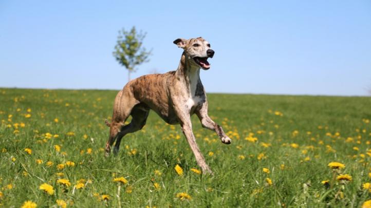 Đặc điểm và cách chăm sóc giống chó Greyhound