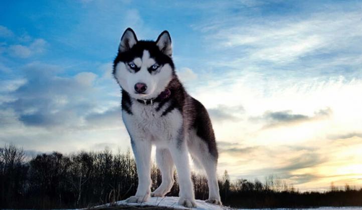 Đặc điểm và cách chăm sóc Husky Siberia