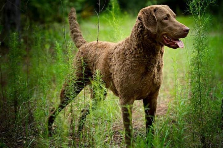 Đặc điểm và cách chăm sóc chó săn vùng vịnh Chesapeake