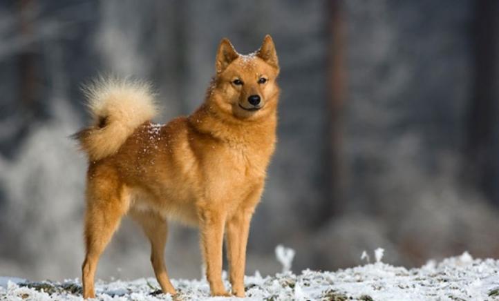 Đặc điểm và cách chăm sóc chó Spitz Phần Lan