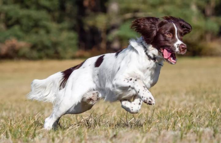 Đặc điểm và cách chăm sóc chó Springer Spaniel Anh