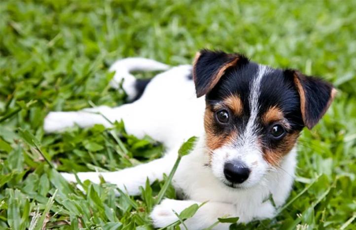 Đặc điểm và cách chăm sóc Toy Fox Terrier (American Toy Terrier)