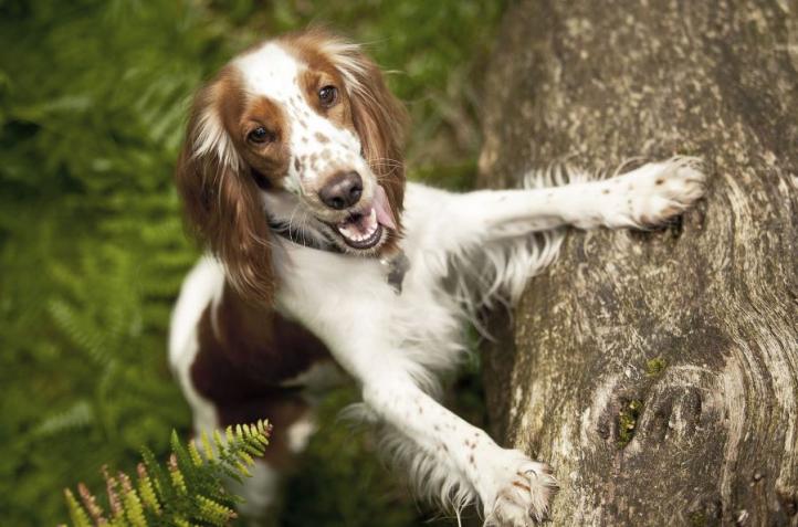 Đặc điểm và cách chăm sóc chó Welsh Springer Spaniel