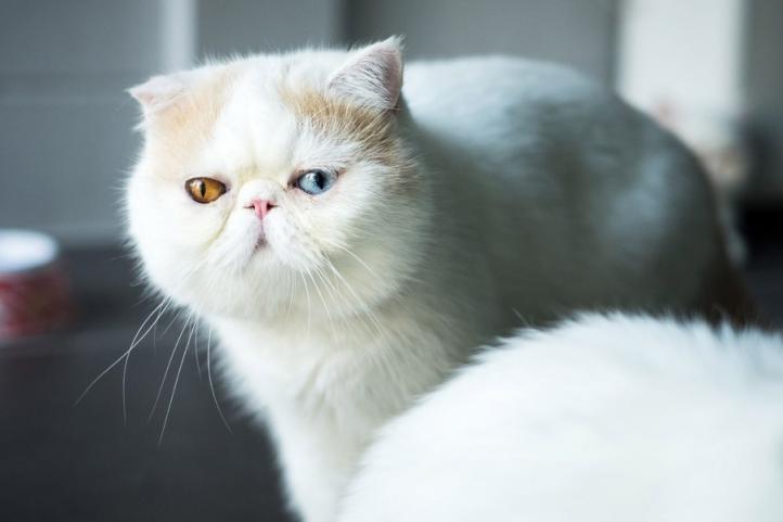 Đặc điểm và cách chăm sóc mèo Ba Tư lông ngắn