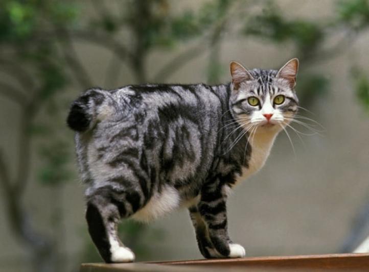 Đặc điểm và cách chăm sóc mèo đuôi cụt Nhật Bản