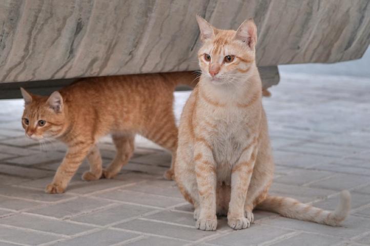 Đặc điểm và cách chăm sóc mèo Mau Ả Rập