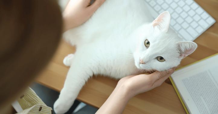 Đặc điểm và cách chăm sóc mèo Nga trắng