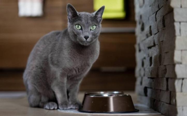 Đặc điểm và cách chăm sóc mèo Nga xanh