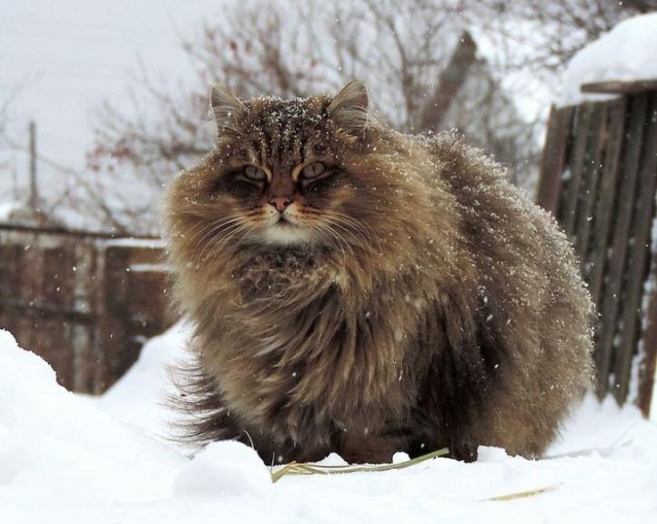 Đặc điểm và cách chăm sóc mèo rừng Siberian